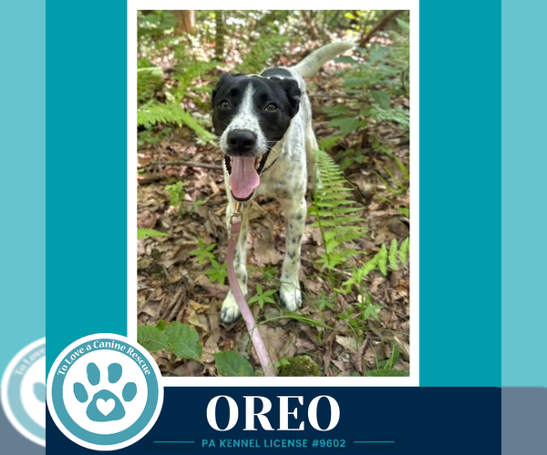 Medium Photo #6 Mutt Puppy For Sale in Kimberton, PA, USA