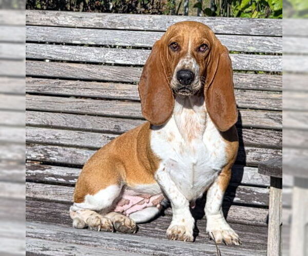 Medium Photo #1 Basset Hound Puppy For Sale in Deepwater, NJ, USA