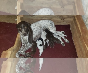 Mother of the German Shorthaired Pointer puppies born on 11/10/2021