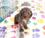 Small #1 Cockapoo (Toy)-Poodle (Toy) Mix