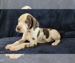Small #12 Catahoula Leopard Dog