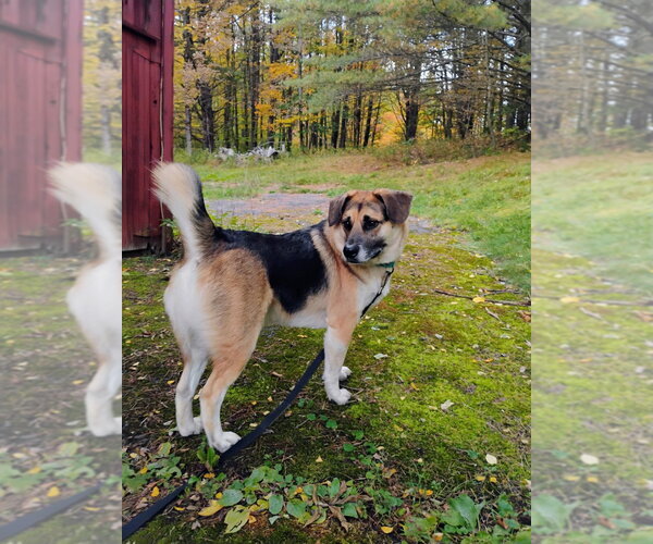 Medium Photo #1 Gerberian Shepsky Puppy For Sale in Gloversville, NY, USA