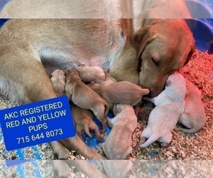 Mother of the Labrador Retriever puppies born on 10/31/2022