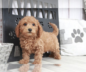 Goldendoodle (Miniature) Puppy for sale in MARIETTA, GA, USA