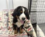 Small #2 Bernese Mountain Dog