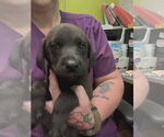 Small #3 Labrador Retriever Mix