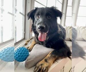 Australian Shepherd Dogs for adoption in Fenton, MO, USA