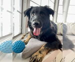 Small Australian Shepherd
