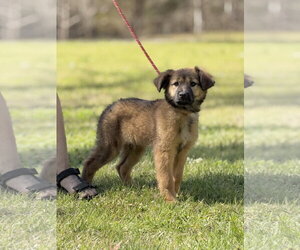 Mutt Dogs for adoption in Yardley, PA, USA