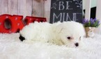 Small Photo #8 Shih Tzu Puppy For Sale in FULLERTON, CA, USA