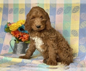 Goldendoodle Puppy for sale in LANCASTER, PA, USA