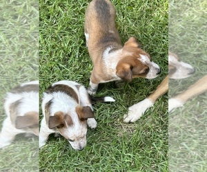 Australian Cattle Dog Puppy for sale in BOILING SPRINGS, SC, USA