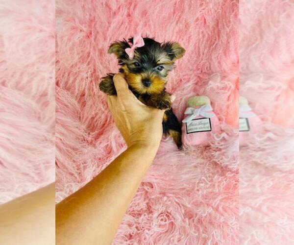 Medium Photo #18 Yorkshire Terrier Puppy For Sale in NEW YORK, NY, USA