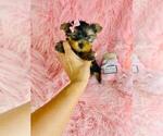 Small #17 Yorkshire Terrier