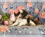 Small Photo #4 Poodle (Miniature) Puppy For Sale in LINCOLN UNIV, PA, USA