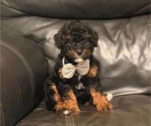 Cavapoo Puppy for sale in CAMPBELLSVILLE, KY, USA