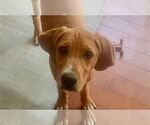 Small Mutt