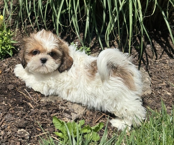Medium Photo #3 Shih Tzu Puppy For Sale in CANOGA, NY, USA