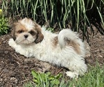 Small #2 Shih Tzu