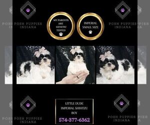 Shih Tzu Puppy for sale in WARSAW, IN, USA
