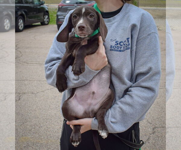 Medium Photo #4 Bagle Hound Puppy For Sale in Huntley, IL, USA