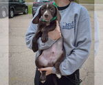 Small #3 Bagle Hound