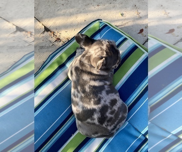 Medium Photo #26 French Bulldog Puppy For Sale in CITY INDUSTRY, CA, USA