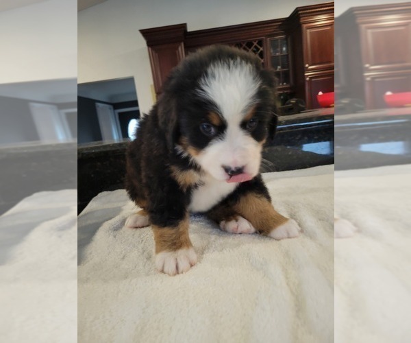 Medium Photo #11 Bernese Mountain Dog Puppy For Sale in WATERFORD, MI, USA
