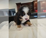 Small Photo #11 Bernese Mountain Dog Puppy For Sale in WATERFORD, MI, USA