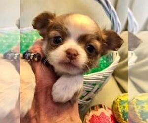Chihuahua Puppy for Sale in NEWVILLE, Pennsylvania USA