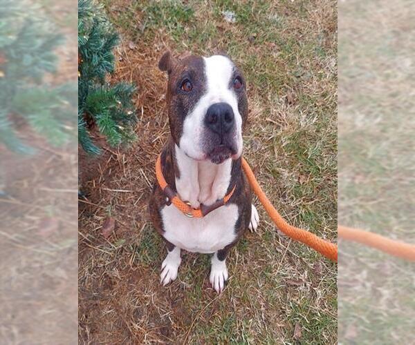 Medium Photo #2 Mutt Puppy For Sale in Louisville, KY, USA