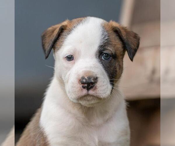 Medium Photo #1 Boxer-Unknown Mix Puppy For Sale in San Diego, CA, USA