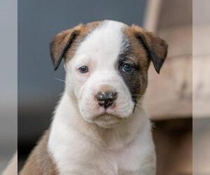 Boxer-Unknown Mix Dogs for adoption in San Diego, CA, USA