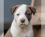 Small Boxer Mix