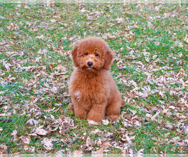 Medium Photo #13 Goldendoodle Puppy For Sale in SYRACUSE, IN, USA