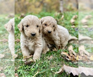 Goldendoodle Puppy for Sale in WEAVERVILLE, North Carolina USA