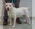 Small #3 American Bulldog-American Staffordshire Terrier Mix