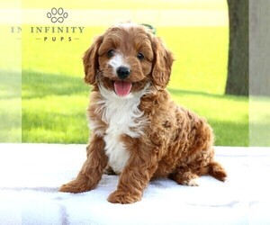 Cavapoo Puppy for sale in BIRD IN HAND, PA, USA