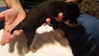 Small Photo #3 Mountain Feist Puppy For Sale in SULLIVAN, OH, USA