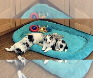 Medium Border Collie