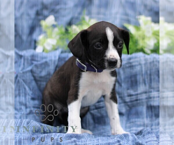 Medium Photo #4 Boston Terrier-Cock-A-Poo Mix Puppy For Sale in PORT ROYAL, PA, USA