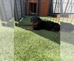 Puppy Peanut Rottweiler