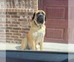 Small Photo #7 Mastiff Puppy For Sale in WEATHERFORD, TX, USA