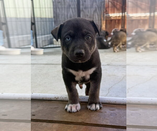 Medium Photo #2 Labrador Retriever-Unknown Mix Puppy For Sale in San Diego, CA, USA