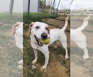 Baby G - Female Mutt Dog for Adoption - Photo #2
