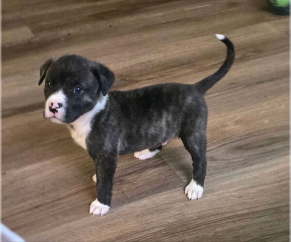 Medium Photo #2 Plott Hound-Unknown Mix Puppy For Sale in Wyoming, MI, USA