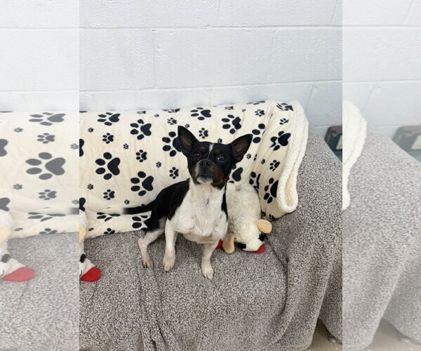 Medium Photo #2 Jack Chi Puppy For Sale in York, SC, USA