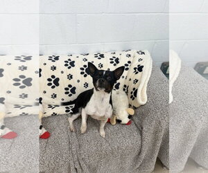 Prue - Male Jack Chi Dog for Adoption - Photo #2