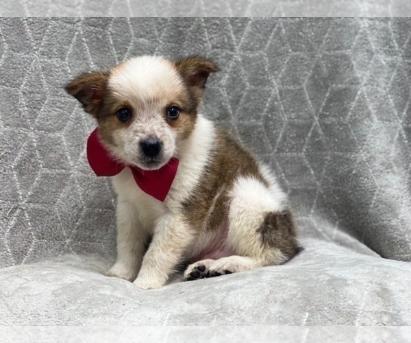 Medium Photo #11 Texas Heeler Puppy For Sale in LAKELAND, FL, USA