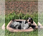 Small Photo #2 Bluetick Coonhound Puppy For Sale in Rock Hill, SC, USA